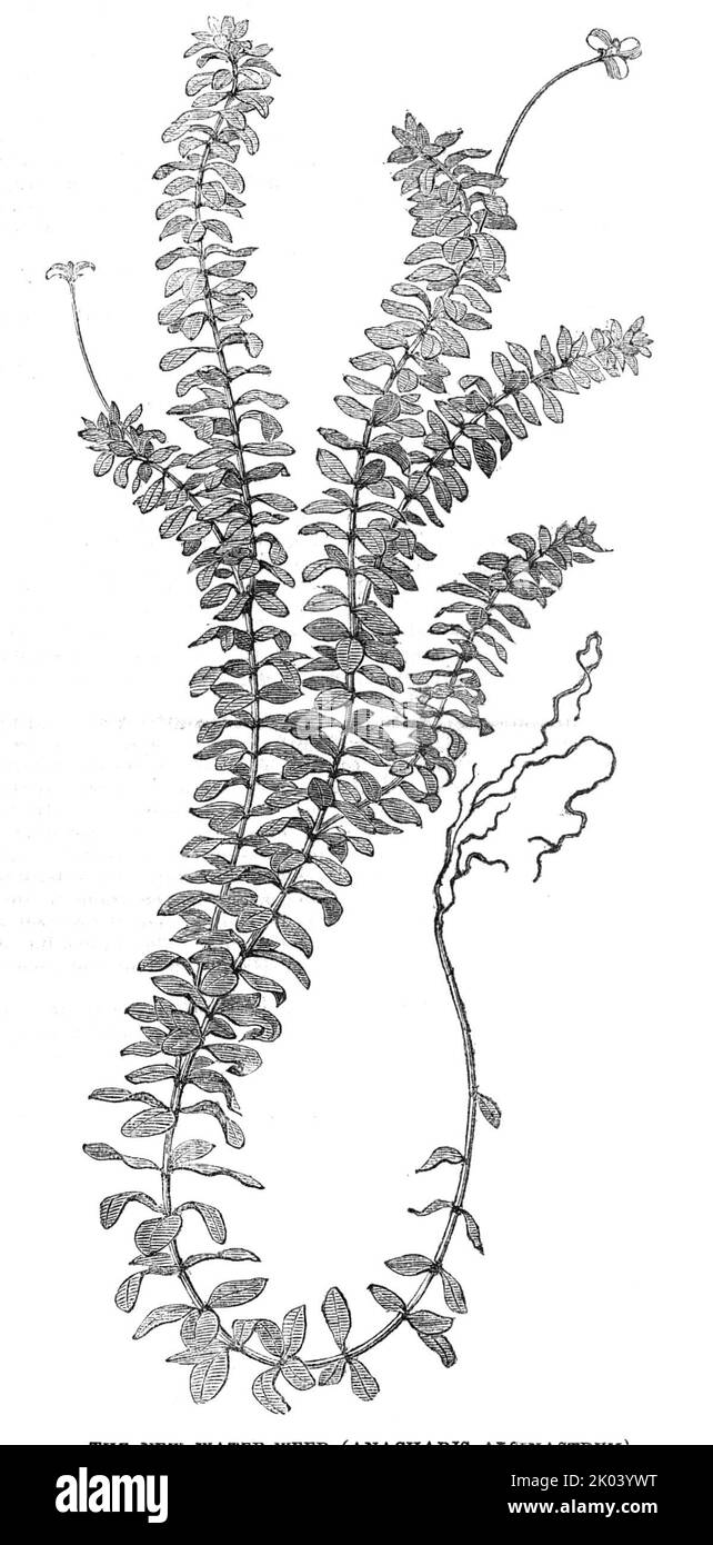 The New Water-Weed (Ancharis Alsinastrum), 1854. „Eine bemerkenswerte Pflanze hat sich vor kurzem in den Flüssen Ouse und Cam gebildet und ist bereits so reich, dass sie nicht nur die Navigation behindert, Aber, was in diesem Moorland von viel größerer Bedeutung ist, droht unsere Drainage zu verletzen... die Wassermänner auf dem Fluss haben es schon "Wasser-Thymian" genannt, aufgrund einer schwachen allgemeinen Ähnlichkeit, die es mit dieser Pflanze trägt... die Blätter are...beset mit winzigen Zähnen, Die dazu führen, dass sie sich anhaften...die meisten unserer Wasserpflanzen benötigen, um ihre Zunahme zu erreichen, im Boden oder an den Seiten von verwurzelt zu sein Stockfoto