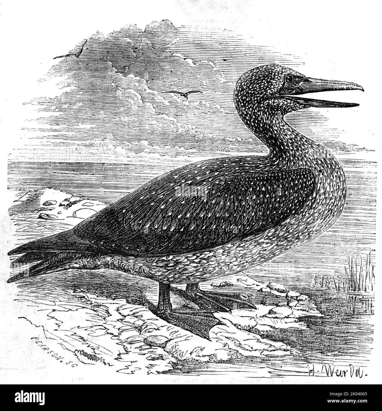 Solan Gannet, aufgenommen in der Nähe von Boston, 1854. „Wir entbechen die folgende Beschreibung von Herrn Goulds wertvollen Arbeiten zu „ The Birds of Europe: „Die an die europäischen Küsten angrenzenden Meere sind der natürliche Lebensraum der Solan Gannet (Sula bassana, Bris.), und nirgendwo ist sie im Sommer häufiger als an den zerklüfteten und steilen Küsten Schottlands, insbesondere am Bass Rock, den Inseln Ailsa, St. Kilda. Der Flug des Gannet ist extrem schnell und fähig, lang aufrechterhalten zu werden; folglich durchquert er die breite Oberfläche des Ozeans mit vergleichender Leichtigkeit... auf der Annäherung des Frühlings das Stockfoto