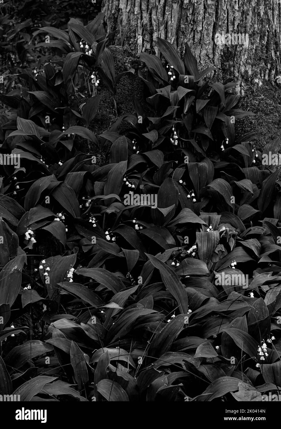 Lilien des Tals und Moos wachsen neben einem Baumstamm im Peninsula State Park, Door County, Wisconsin Stockfoto