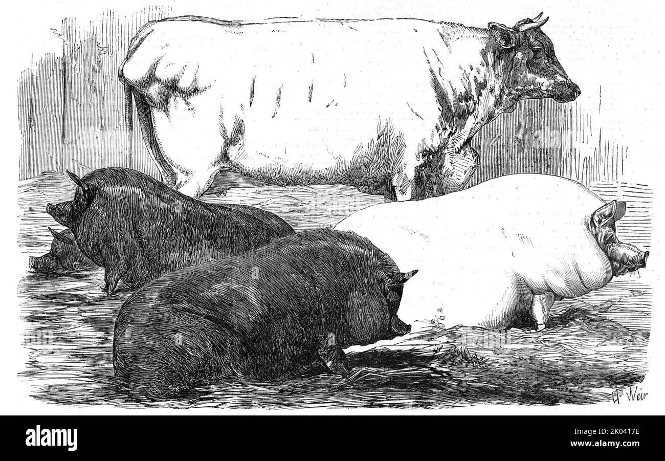 The Smithfield Club Prize Rinderschau, 1854. „Herr J. V. Williams's Black Pigs: Preis &#XA3;10, Feeder, Silbermedaille, Züchter; Goldmedaille, Zuführung. Mr. Charles Townley's White Short-horn Cow: Goldmedaille; White Pig, Betty, das Eigentum von S.R.H. Prinz Albert - Silbermedaille...in Schweinen gab es eine berühmte Show, sowohl große als auch kleine Rassen. Die Goldmedaille, der erste Preis von &#XA3;10, und die Silbermedaille an Züchter, ging an Mr. Williams, aus Somersetshire, für eine Feder von schwarzen Schweinen, genannt Improved Leicesters - wir sollten sagen, gekreuzt mit Essex'. Aus „Illustrated London News“, 1854. Stockfoto