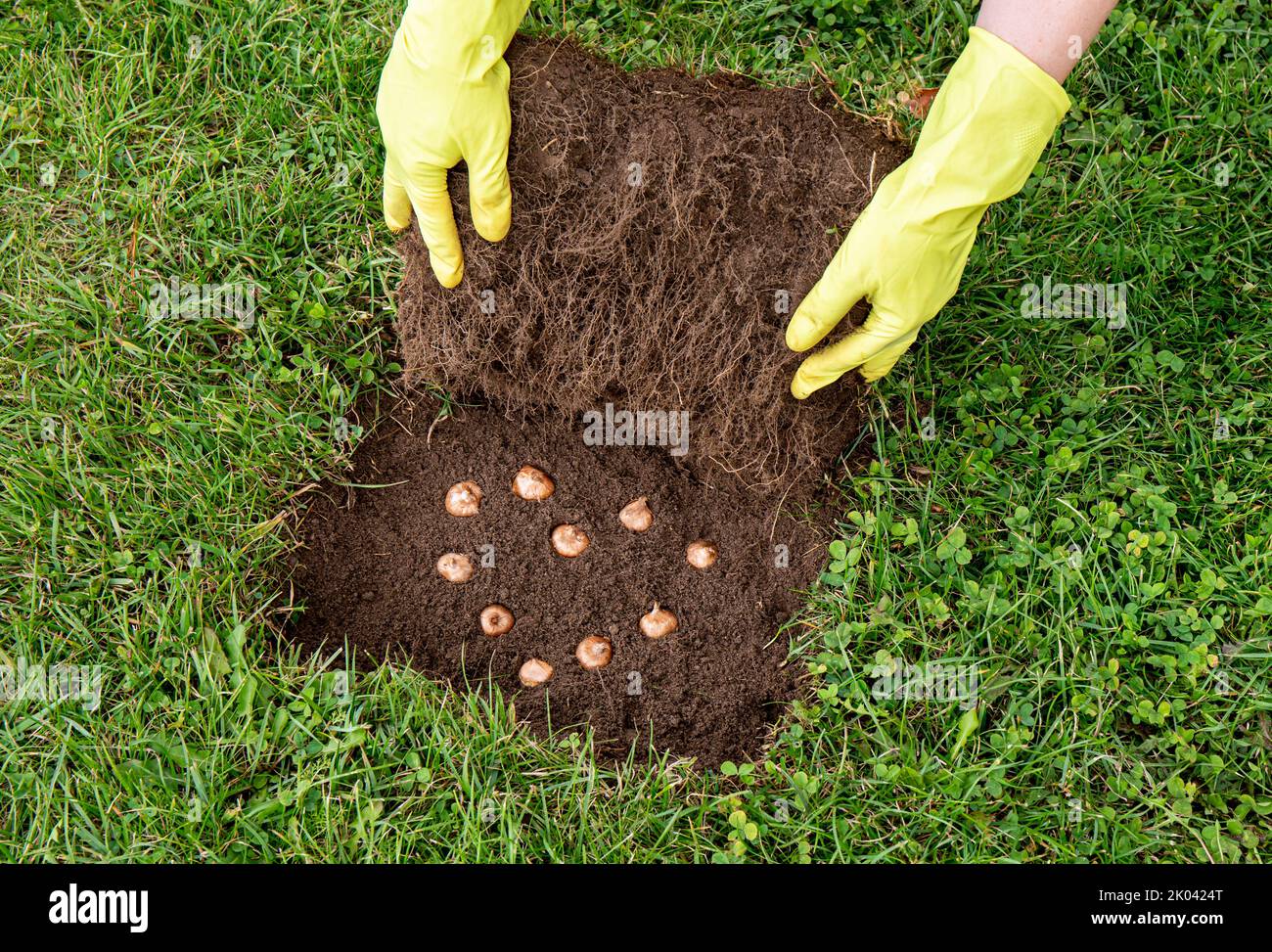 Crocus vernus bekannt als Frühlingskrokus, Riesenkrokus, Pflanzen Zwiebeln in den Boden. Pflanzen von Krokus Blumenzwiebeln im Gras im Hausgarten, Schicht von Gras rol Stockfoto