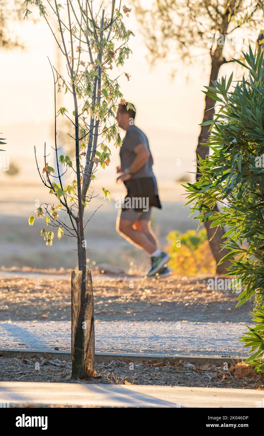 Unscharf verwischte Läufer im Hintergrund hinter den Bäumen mit Sonnenlicht Ton. Stockfoto