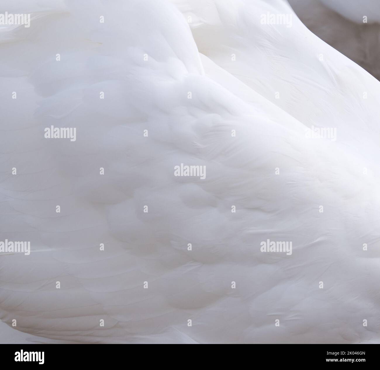Wunderschöne Weiße Schwanenschwänze Stockfoto