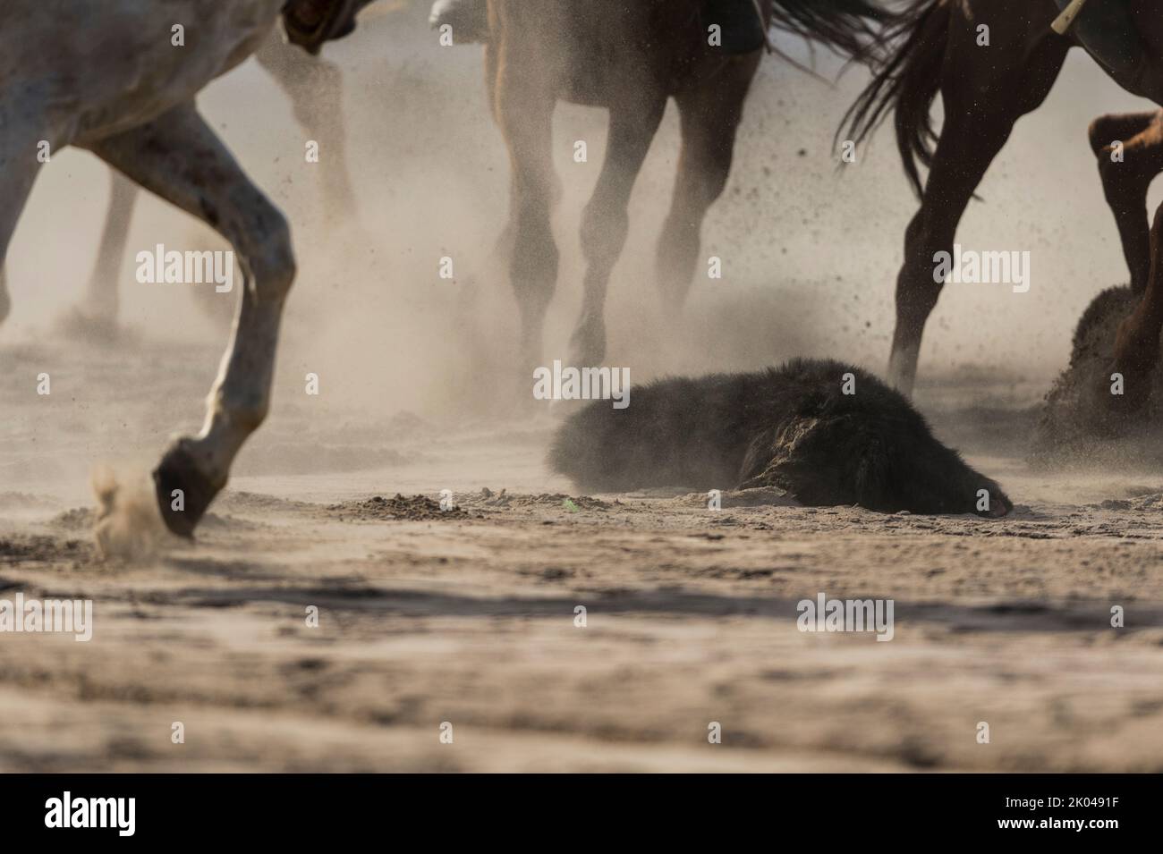 Ziegenkadaver zwischen den Pferdepfoten bei einem traditionellen Spiel von Kok Boru während der Dritten Welt-Nomaden-Spiele 2018 in Cholpon-ATA, Kirgisistan. Buzkashi ist Stockfoto