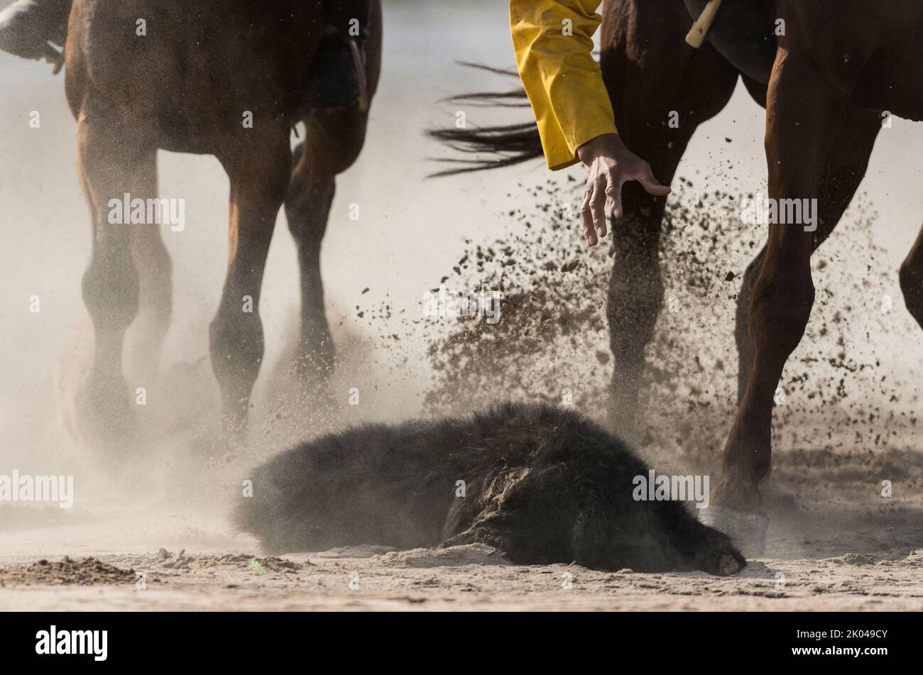 Ziegenkadaver zwischen den Pferdepfoten bei einem traditionellen Spiel von Kok Boru während der Dritten Welt-Nomaden-Spiele 2018 in Cholpon-ATA, Kirgisistan. Buzkashi ist Stockfoto