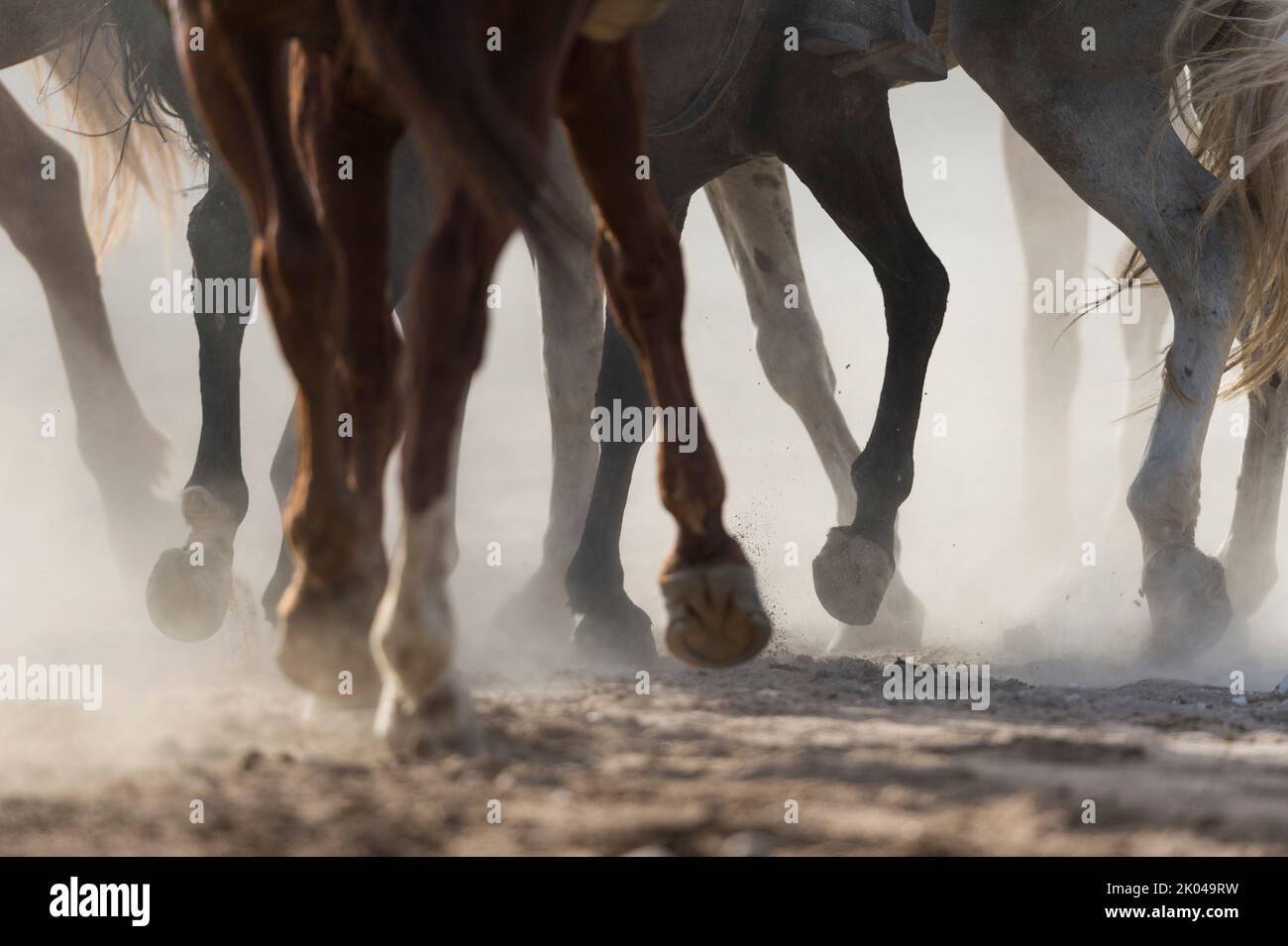 Pferdepfoten Detail in Aktion. Ein traditionelles Spiel von Kok Boru während der Dritten Nomadenweltspiele 2018 in Cholpon-ATA, Kirgisistan. Buzkashi ist eine Traditiono Stockfoto