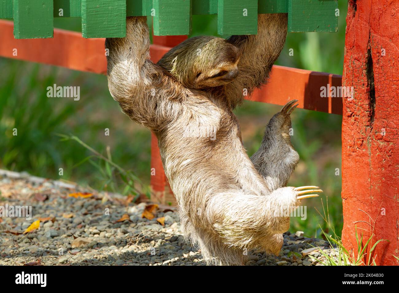 Der dreitoed Sloth (Bradypus infuscatus) klettert am Boden eines Zauns entlang, nur wenige Zentimeter vom Boden entfernt, um von Baum zu Baum zu gehen Stockfoto