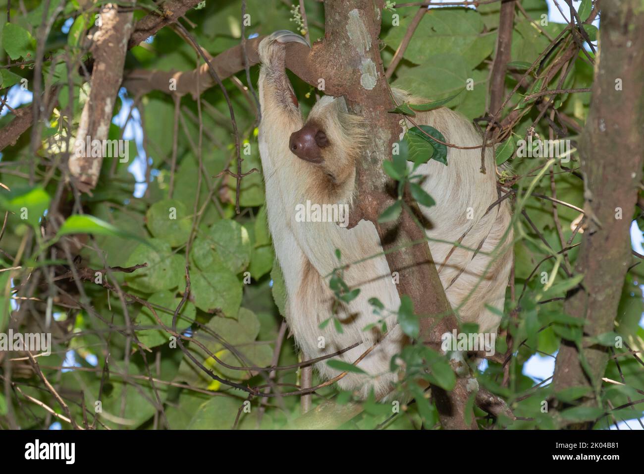 Zweizitzen-Sloth (Choloepus hoffmanni) Stockfoto