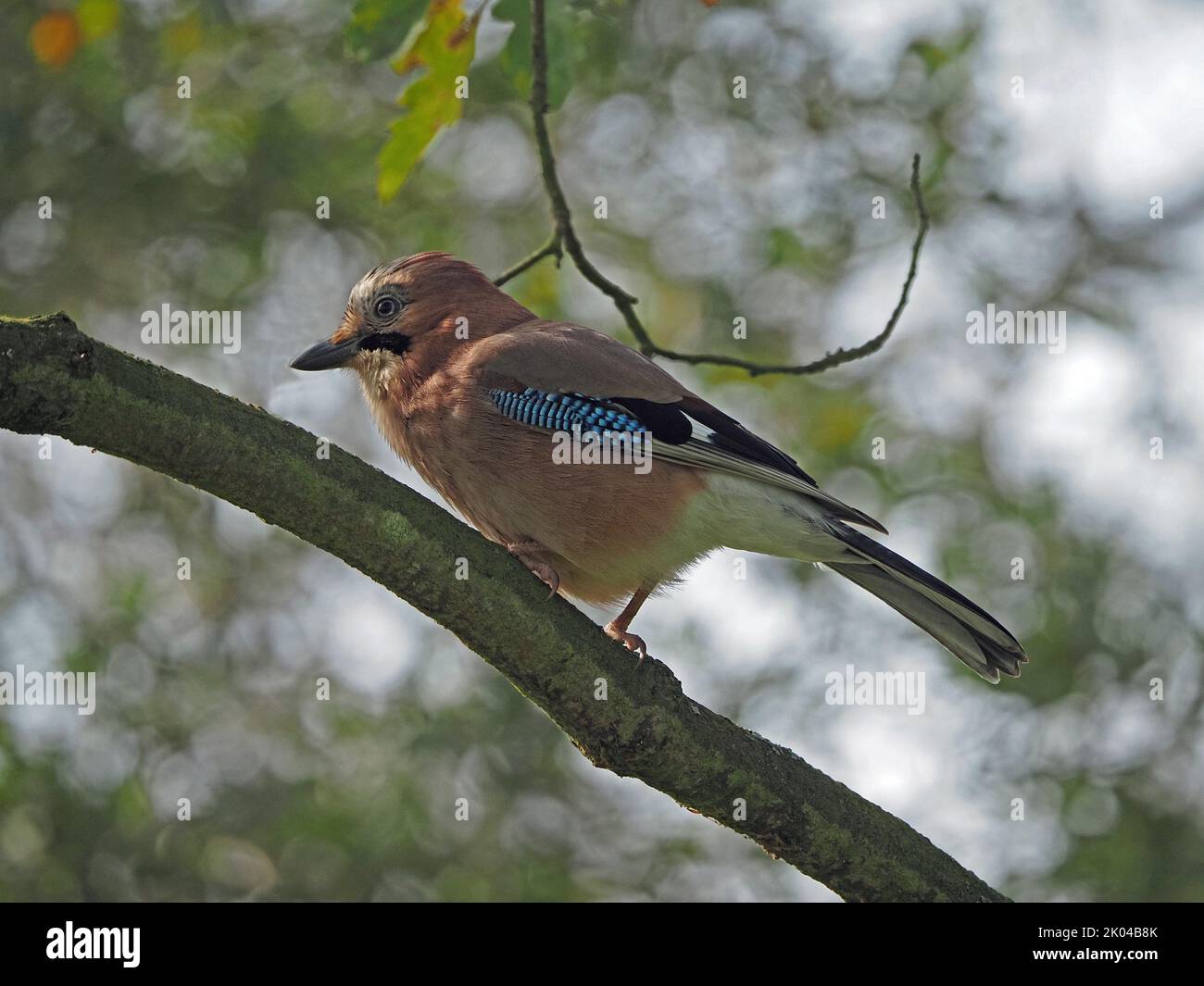 Eurasischer Eichelhäher (Garrulus glandarius) mit rosa Gefieder und blauem Flügelstab, der in gutem Licht auf dem Baumzweig London, England, liegt Stockfoto