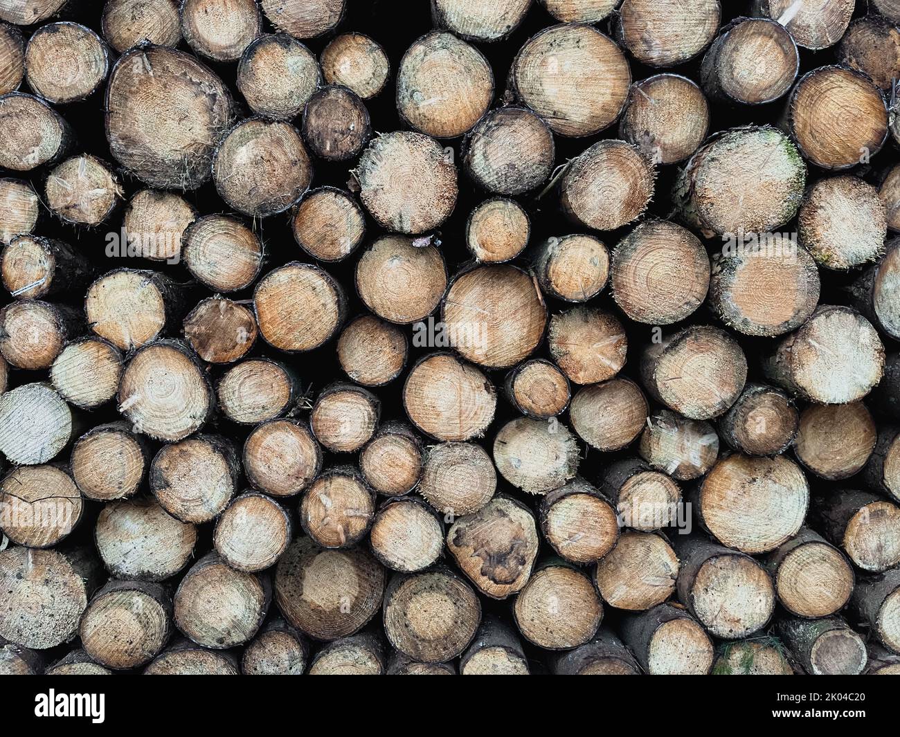 Ordentlich Holzstapel schneiden Stockfoto