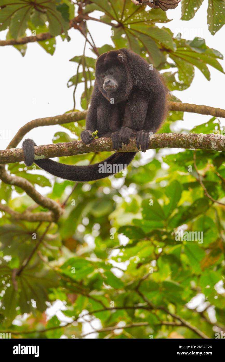 Manled Howler Monkey (Alouatta palliata) im Baum Stockfoto