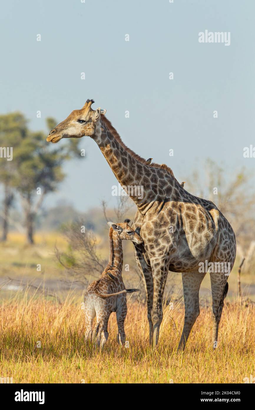 Südliche Savanna Giraffe (Giraffa giraffa) Mutter und Kalb Stockfoto