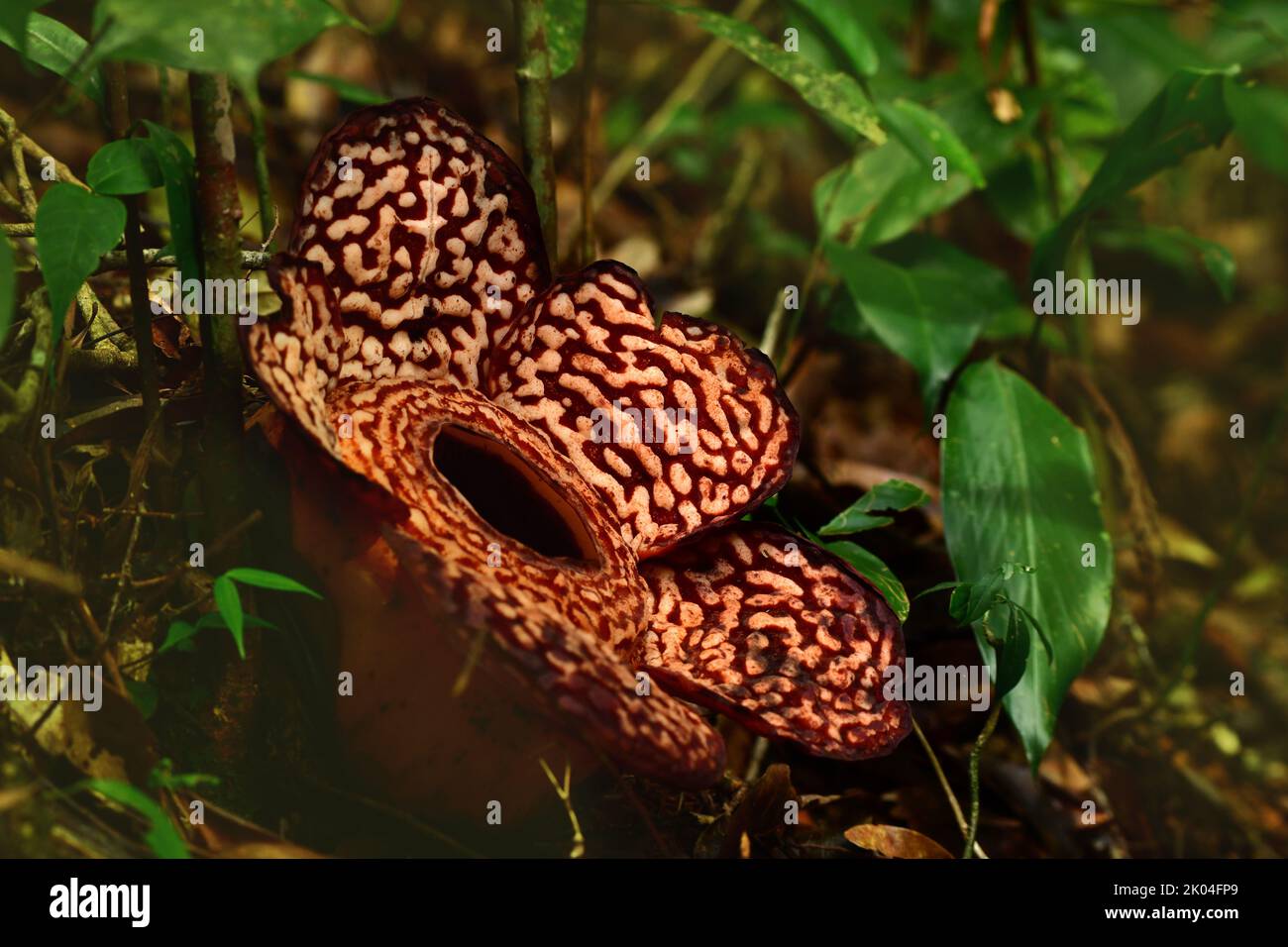 Rafflesia pricei in Tambunan, Borneo. Rafaflesias sind die größten Blumen der Welt Stockfoto