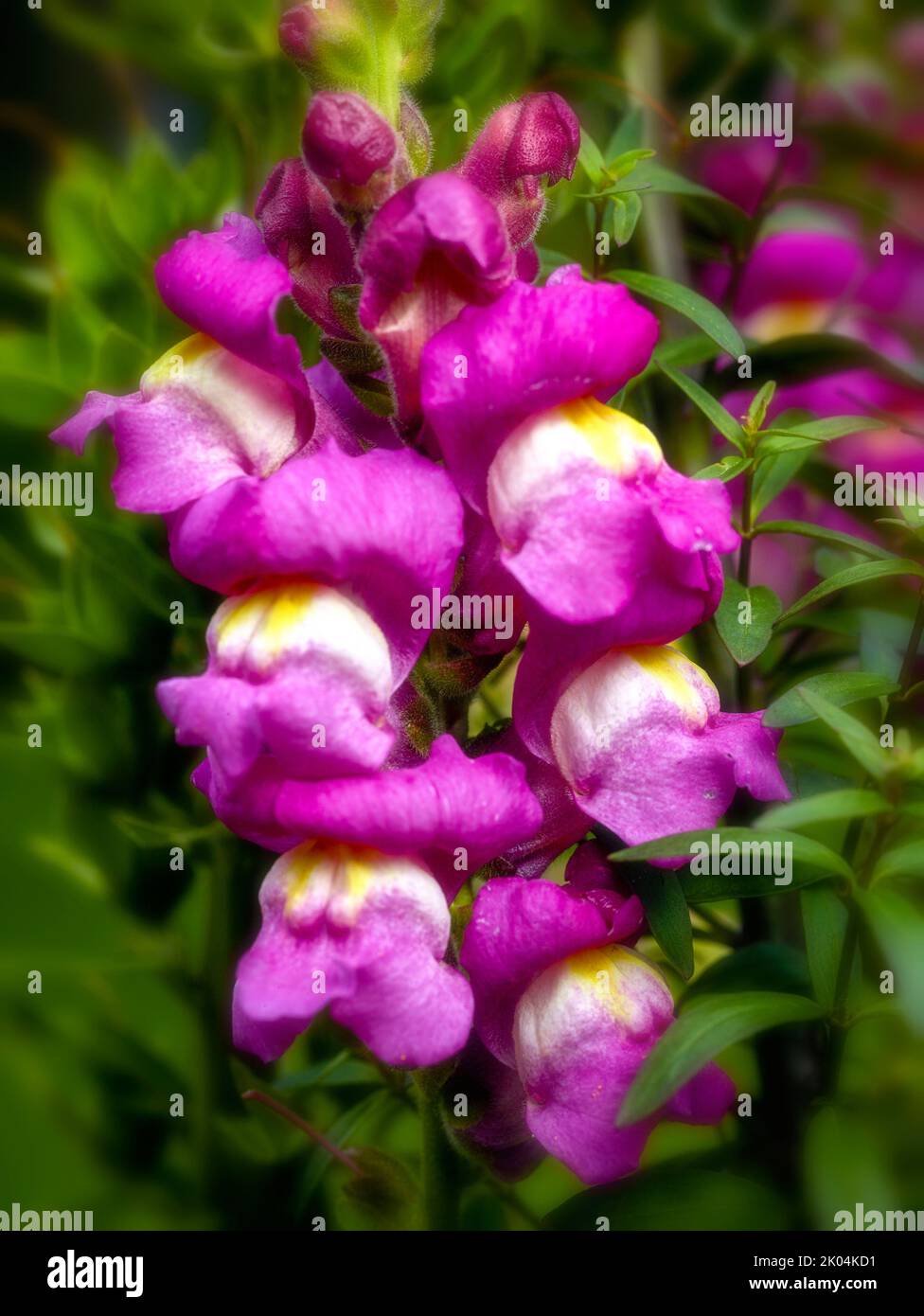 Sehr nahes Naturpflanzenportrait von Antirhinum, Drachenblumen, Schnappdrachen, Blumen Stockfoto