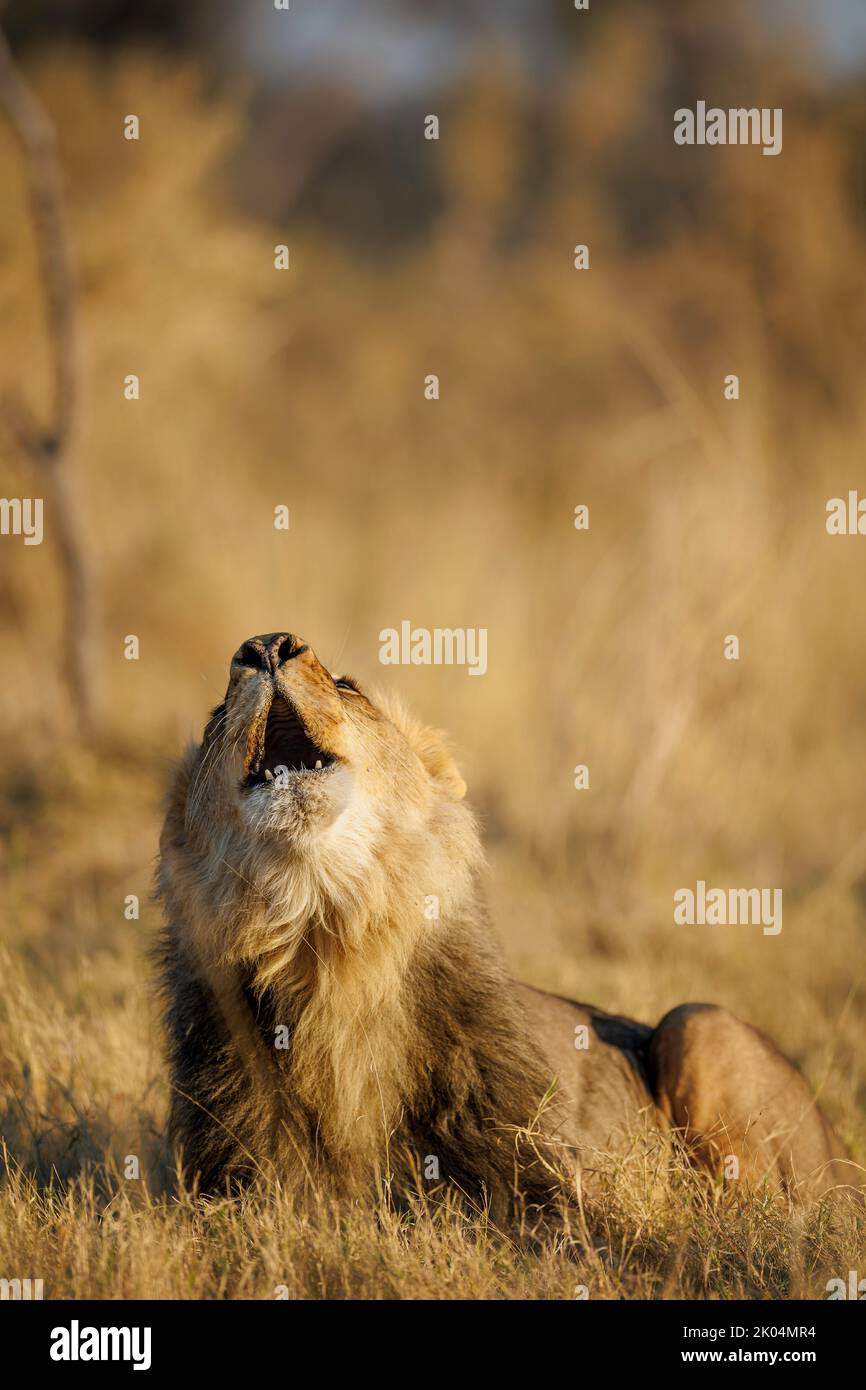 Ein junger männlicher Löwe hebt seinen Kopf und brüllt, vertikales Porträt im warmen Morgenlicht, Okavango Delta Botswana. Stockfoto