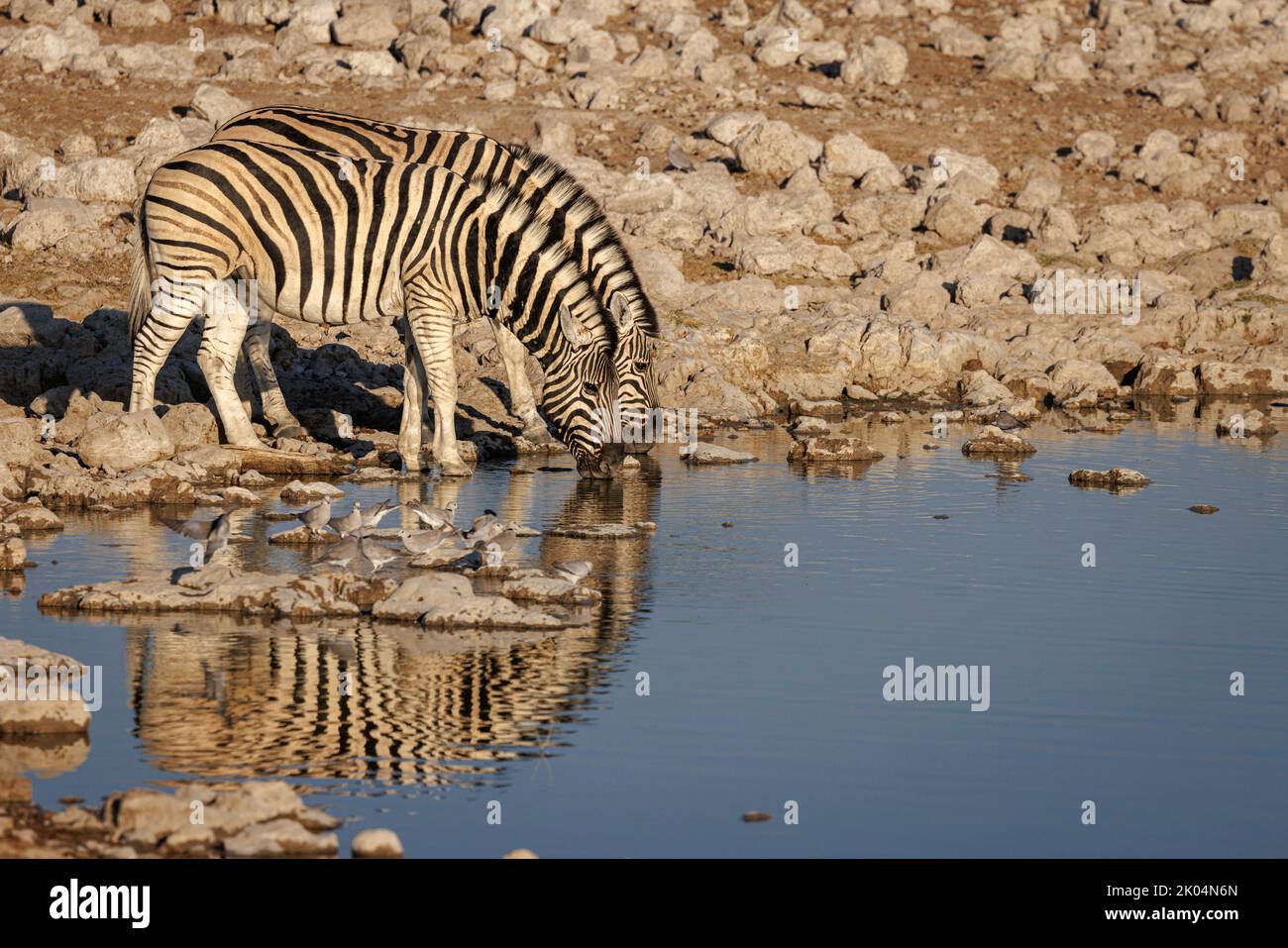 Zwei Zebras, die zusammen im warmen Morgenlicht am Okakuejo Waterhole, dem Etosha-Wildreservat, getrunken wurden Stockfoto