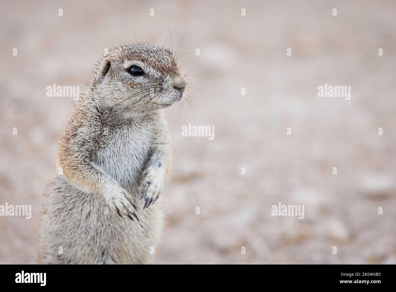 Ein detailliertes Nahaufnahme-Porträt eines südafrikanischen Bodenhörnchens, Geosciurus, vor staubigen Hintergrund, aufgenommen im Etosha-Reservat, Namibia Stockfoto