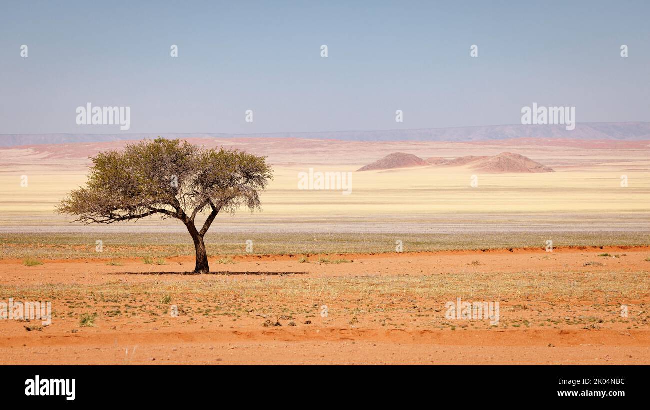 Mehrere bunte Sand- und Himmelsschichten mit einem einzigen Baum bilden eine Wüstenlandschaft in der Nähe von Ausin, der Region Hardap/Karas in Namibia, Route D707, Stockfoto