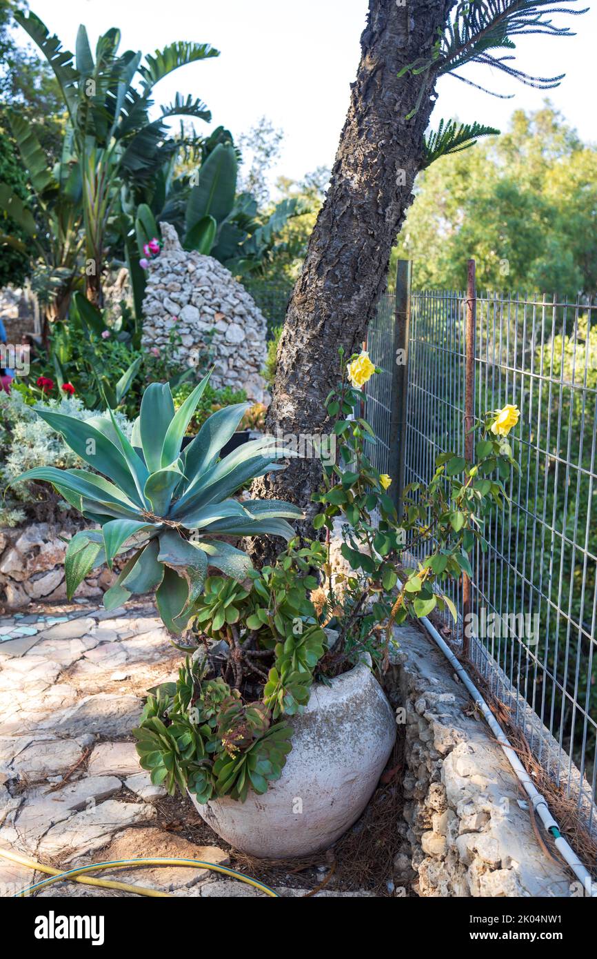 Eine riesige Agave im Garten als Dekoration der urbanen Landschaftsgestaltung Stockfoto