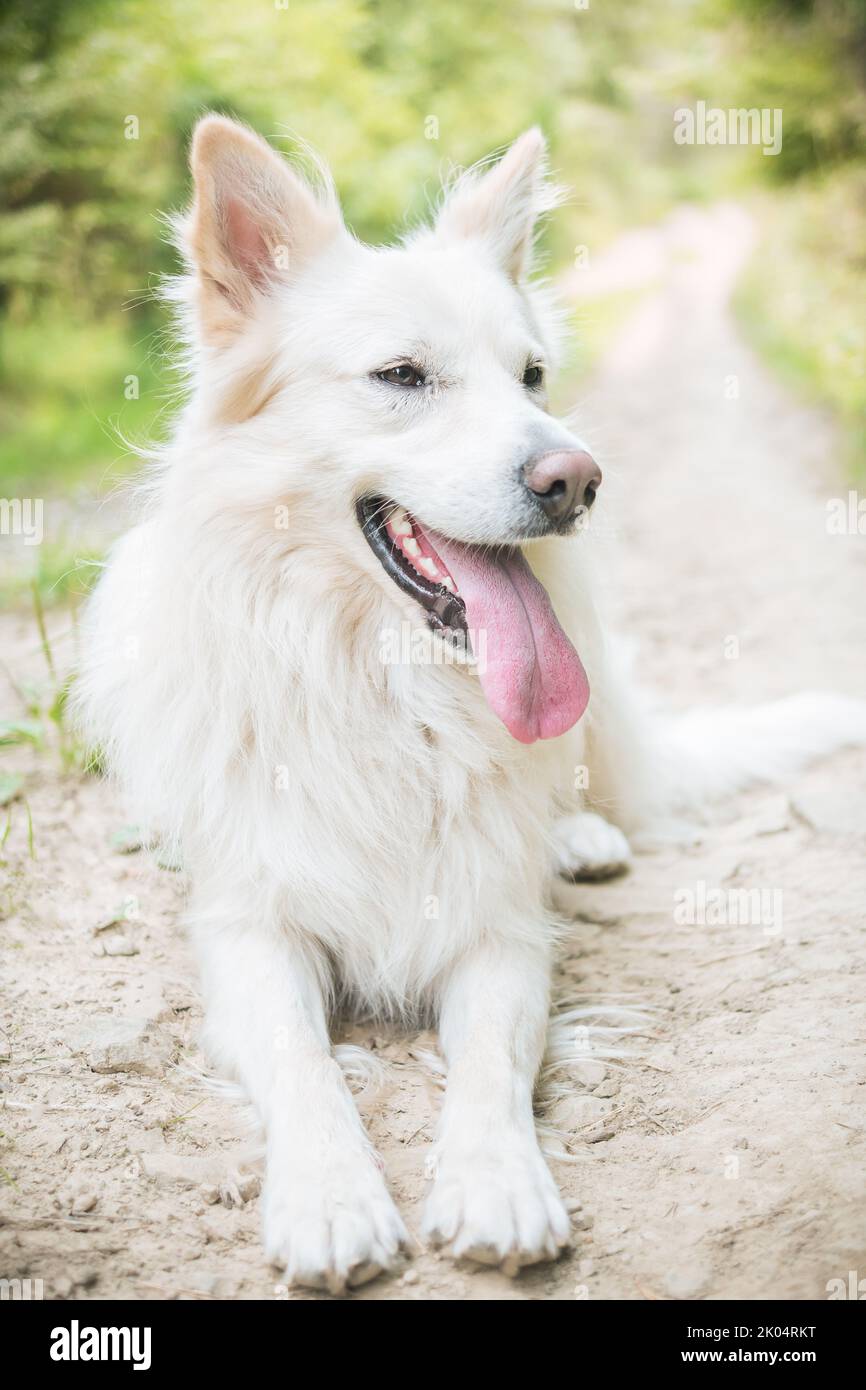 Großer weißer Kreuzungshund, der auf dem Boden liegt, mit der Zunge nach außen. Glücklicher Mischlingshund Rüde liegt im Wald. Slowakei. Stockfoto