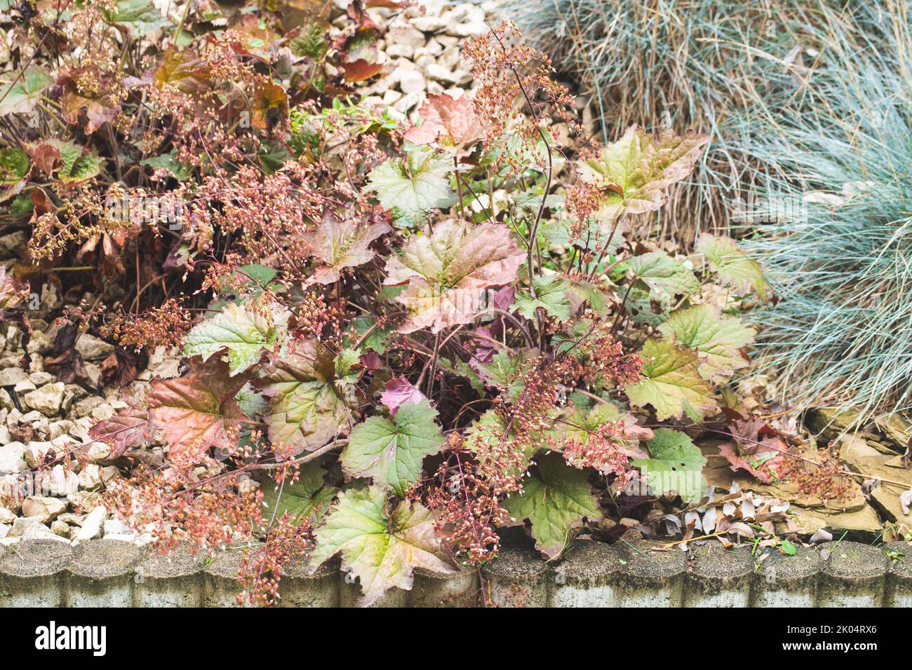 Heuchera Americana Blume oder American Coral Bell. Werk aus Nordamerika. Immergrüne Pflanze aus der Familie der Saxifragaceae. Allgemeiner Name auch Alumroot. Stockfoto