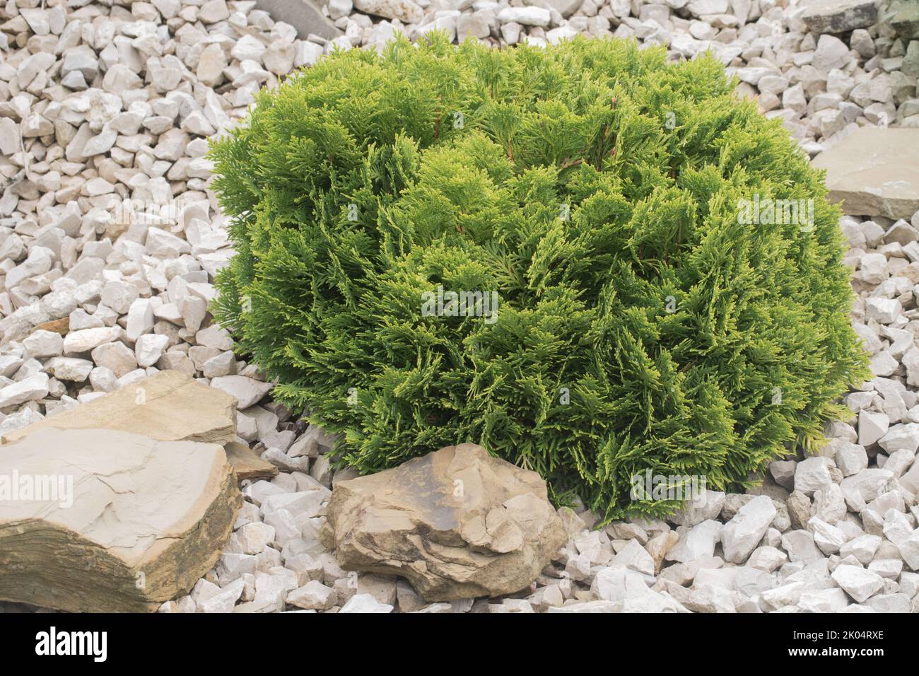 thuja occidentalis aurea nana Berkman's Golden Arborvitae