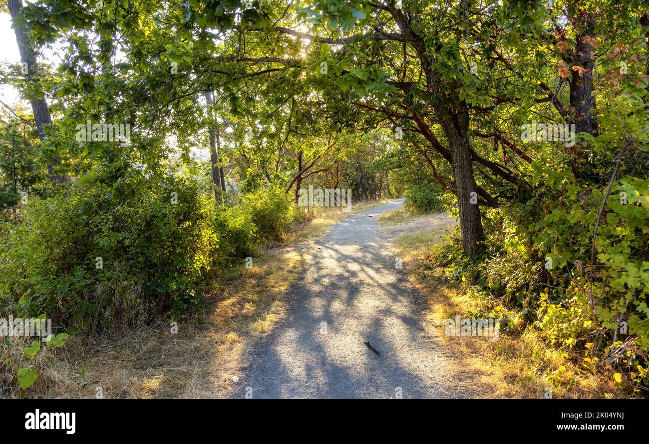 Trail in einem Park mit lebhaften grünen Bäumen. Sonniger Sonnenuntergang im Sommer. Stockfoto