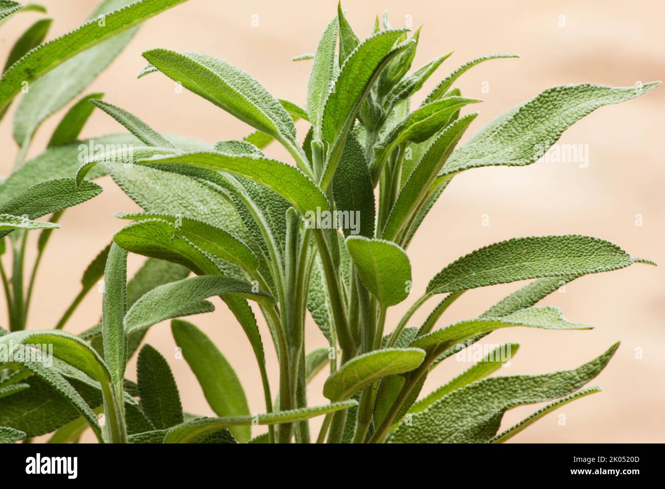 Salbeipflanze, Salvia officinalis auf natürlichem Hintergrund Stockfoto