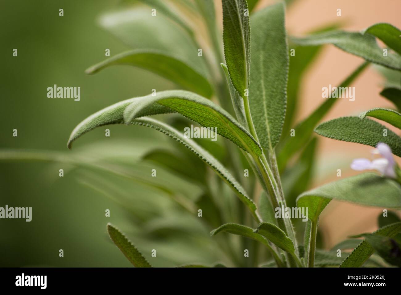 Salbeipflanze, Salvia officinalis auf natürlichem Hintergrund Stockfoto