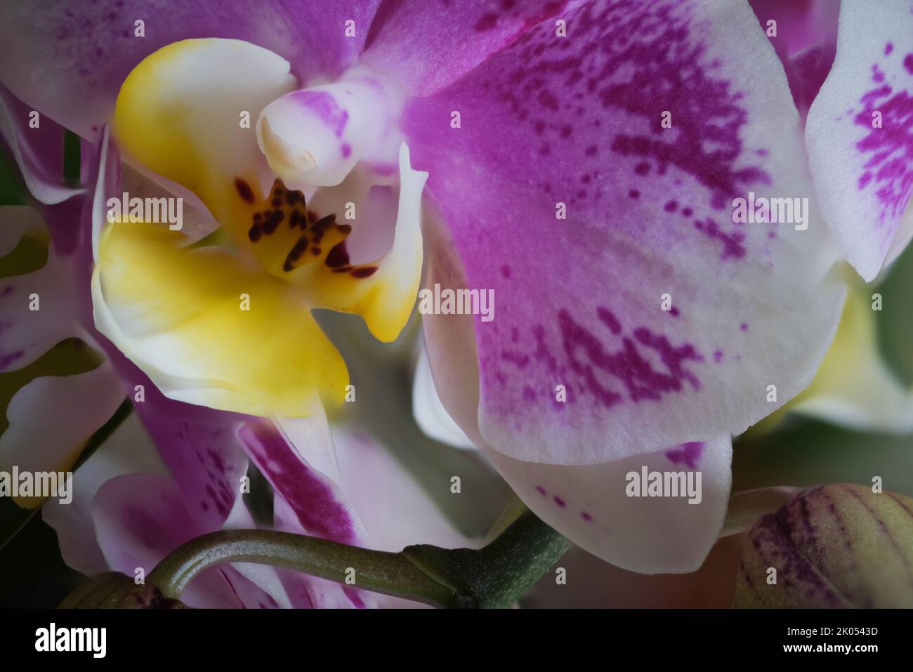 Makrofotografie von lila und gelb weißen Orchideenblüten Stockfoto