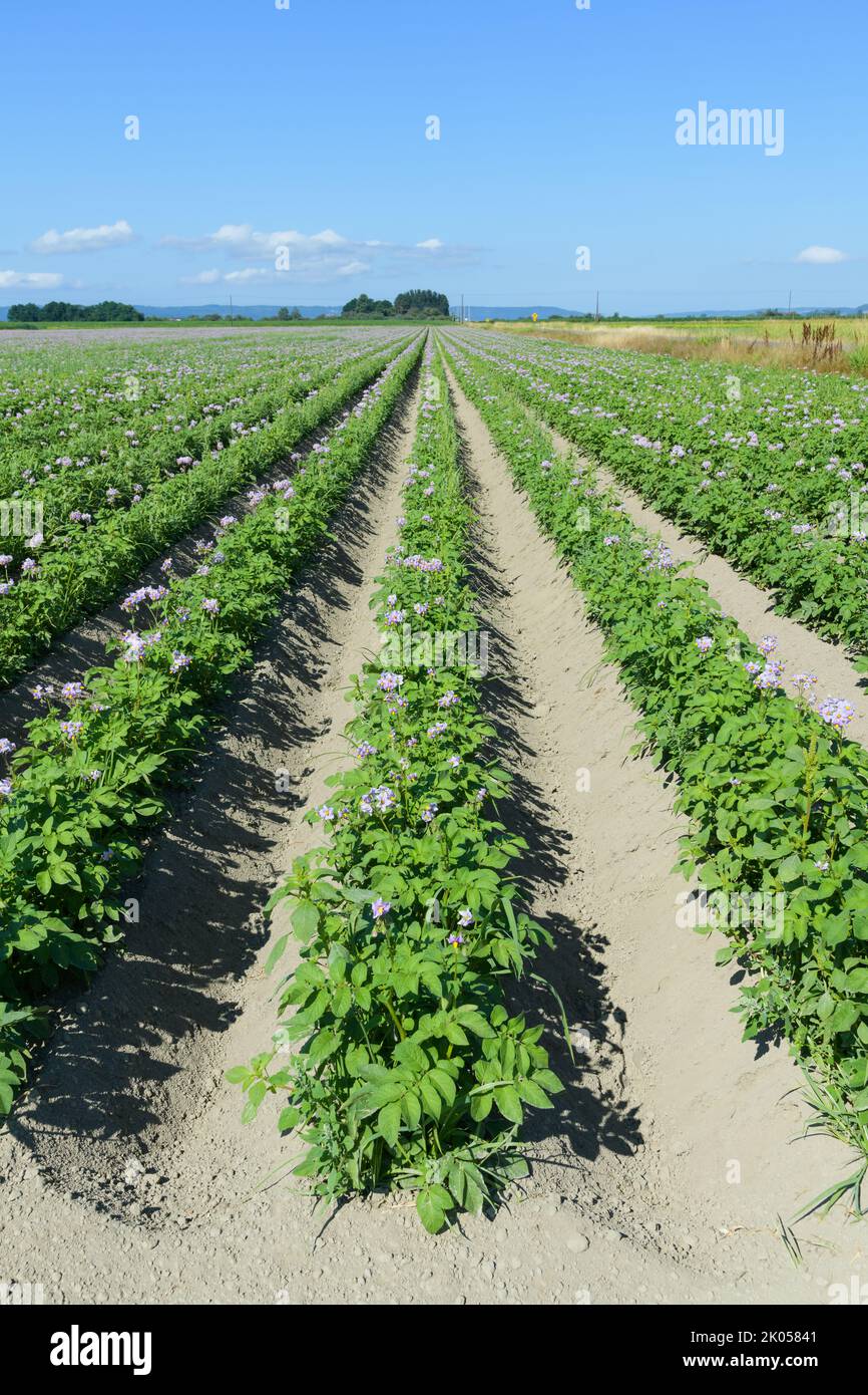Vertikale Reihe lila blühender Kartoffelpflanzen mit grünen Blättern und blauem Himmel Stockfoto