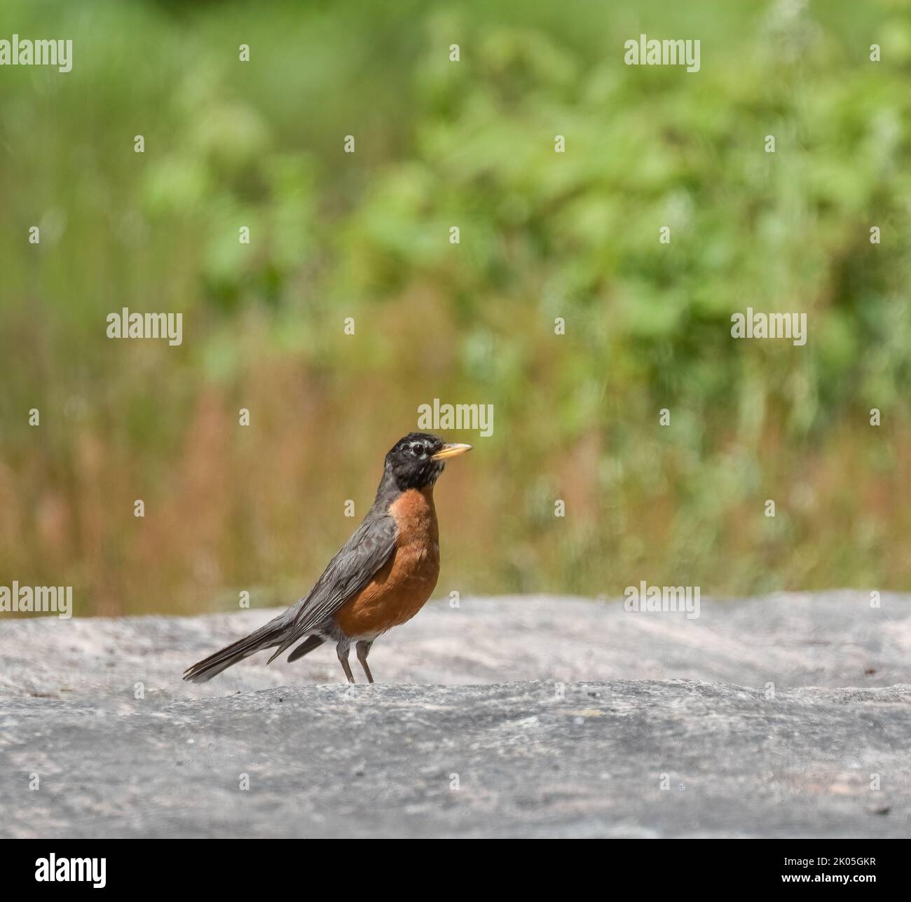 Ein amerikanischer Robin, der auf einer Felsoberfläche in der Nähe grüner Vegetation steht Stockfoto