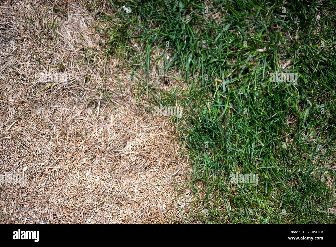 Sichtbare Unterscheidung zwischen gesundem Rasen und chemisch verbranntem Gras. Stockfoto