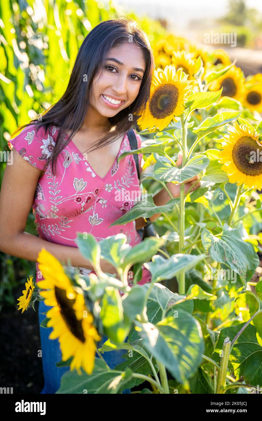 Herbstfest Porträt einer jungen Inderin, die auf einem Sonnenblumenfeld steht Stockfoto