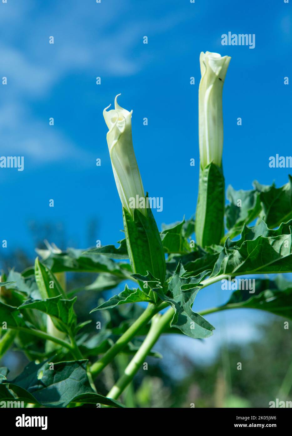 Halluzinogen Pflanze Teufels Trompete (Datura stramonium). Weiße Blume von Jimsonweed ( Jimson Weed ), Thorn Apfel oder Devil's Snare. Stockfoto