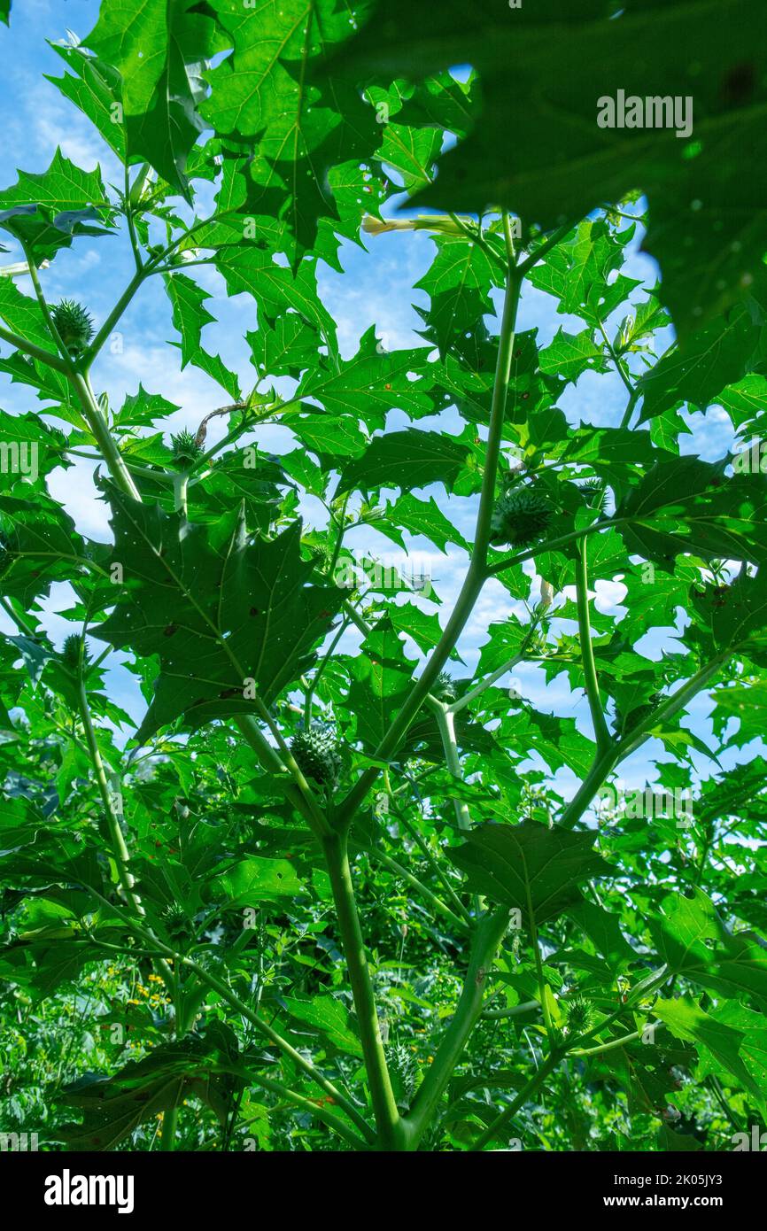 Halluzinogen Pflanze Teufels Trompete (Datura stramonium). Grüne Blätter von Jimsonweed ( Jimson Weed ), Thorn Apfel oder Devil's Snare. Stockfoto