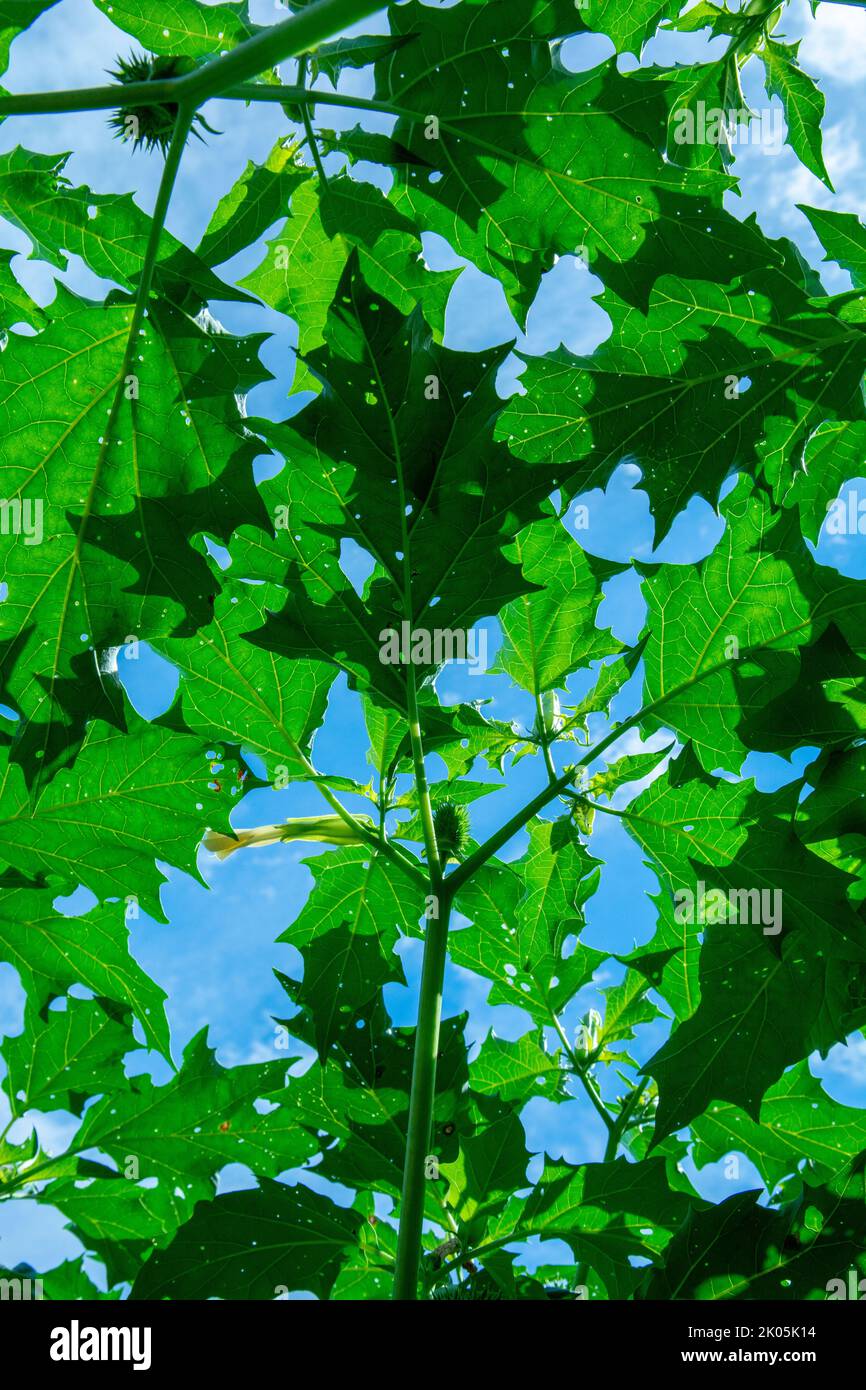 Halluzinogen Pflanze Teufels Trompete (Datura stramonium). Grüne Blätter von Jimsonweed ( Jimson Weed ), Thorn Apfel oder Devil's Snare. Stockfoto