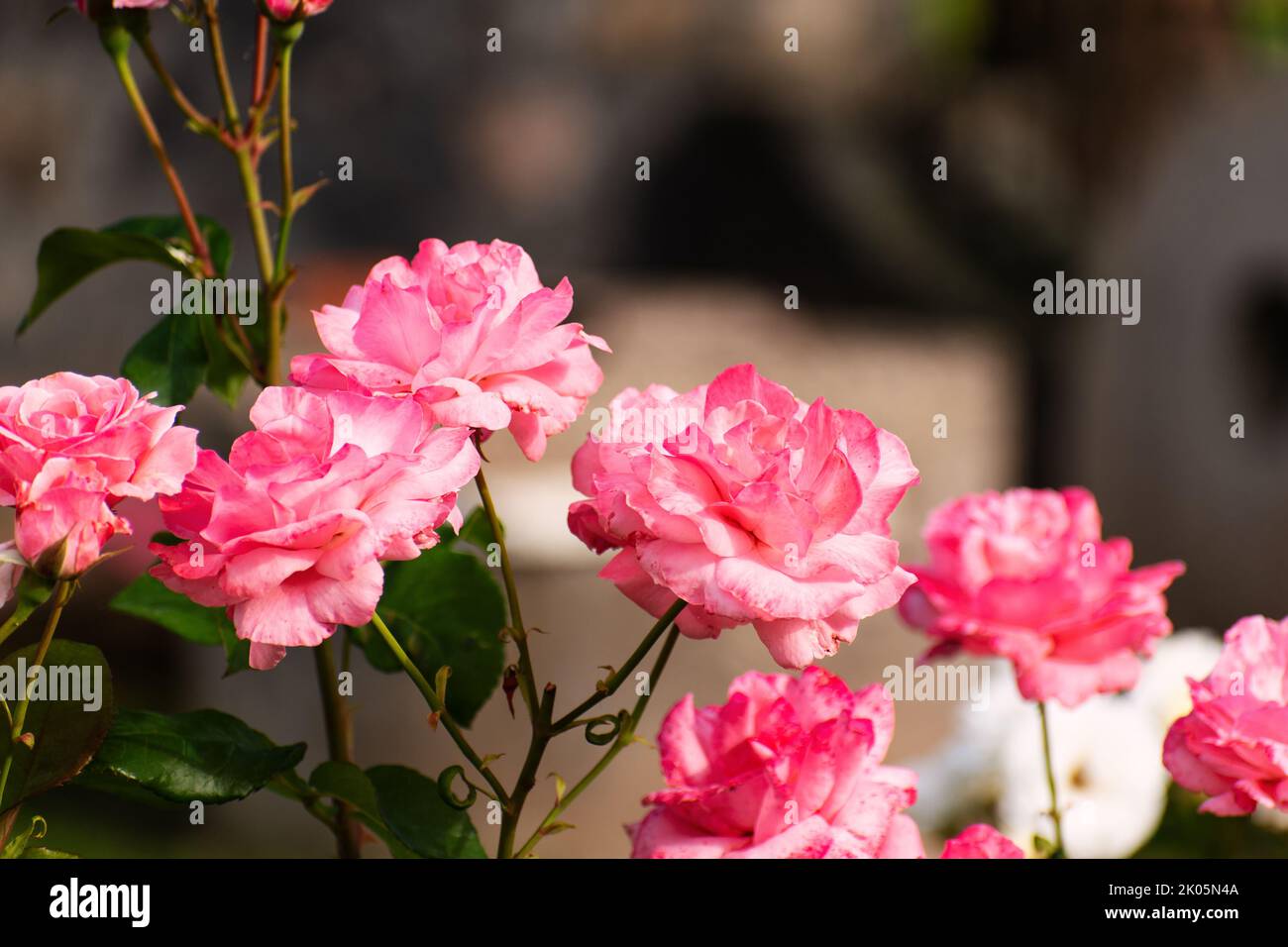 Rosengarten. Rosenblüte im Freien Aufnahme. Romantik Stockfoto