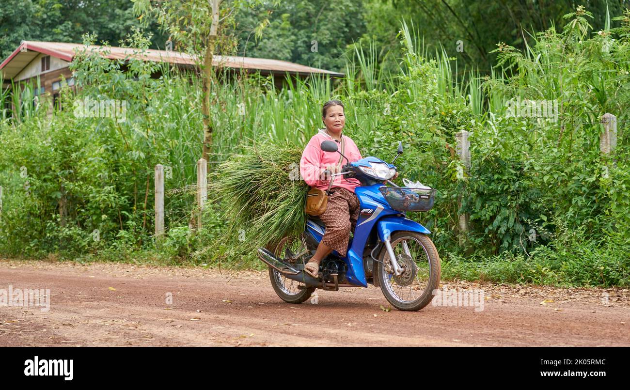 Ein Landwirt trägt frisches grünes Gras auf einem Motorrad im ländlichen Thailand. Stockfoto