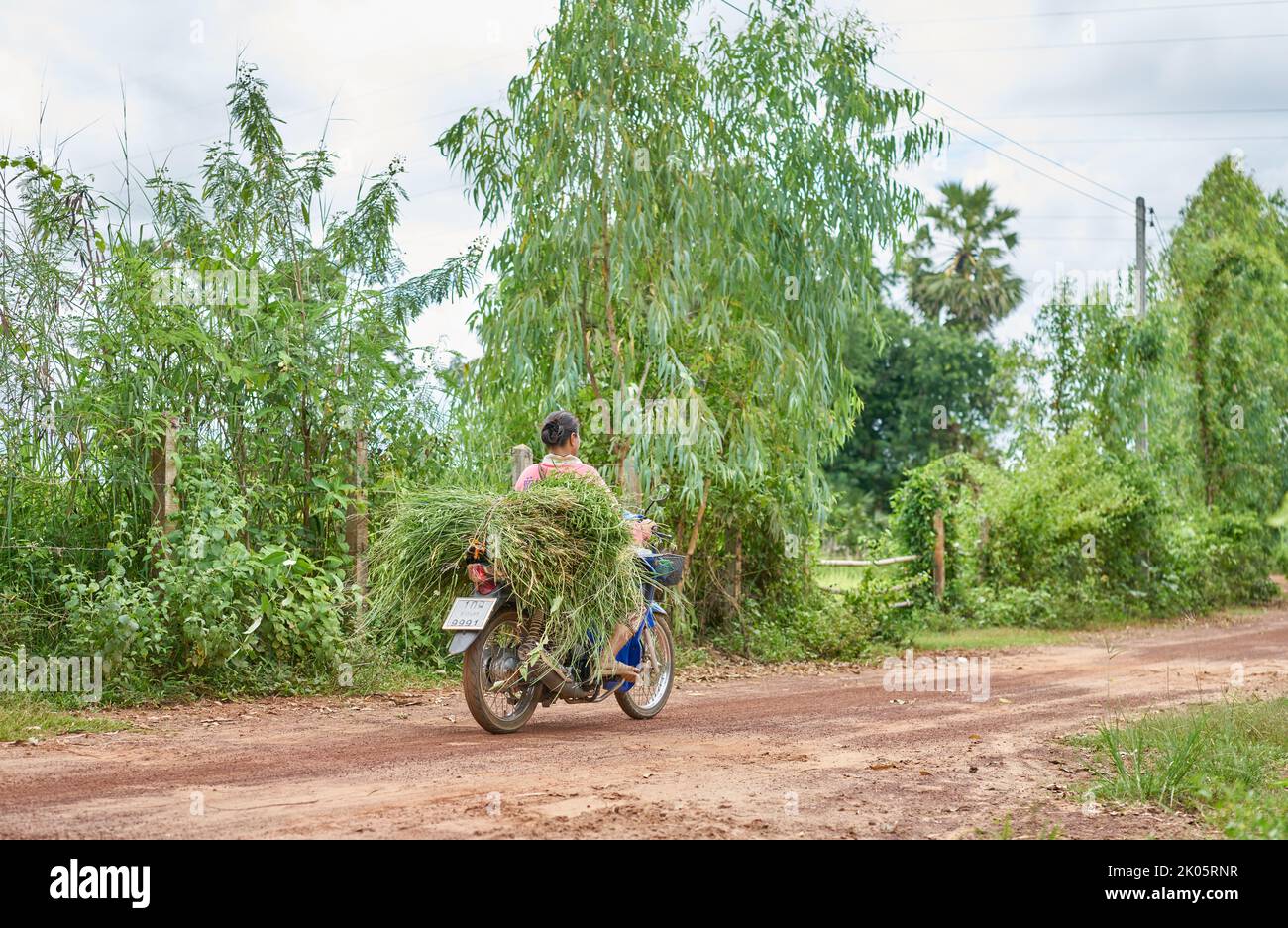 Ein Landwirt trägt frisches grünes Gras auf einem Motorrad im ländlichen Thailand. Stockfoto