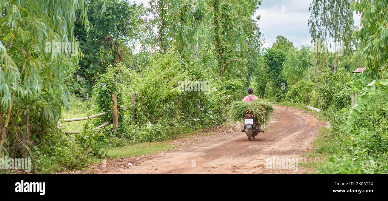 Ein Landwirt trägt frisches grünes Gras auf einem Motorrad im ländlichen Thailand. Stockfoto