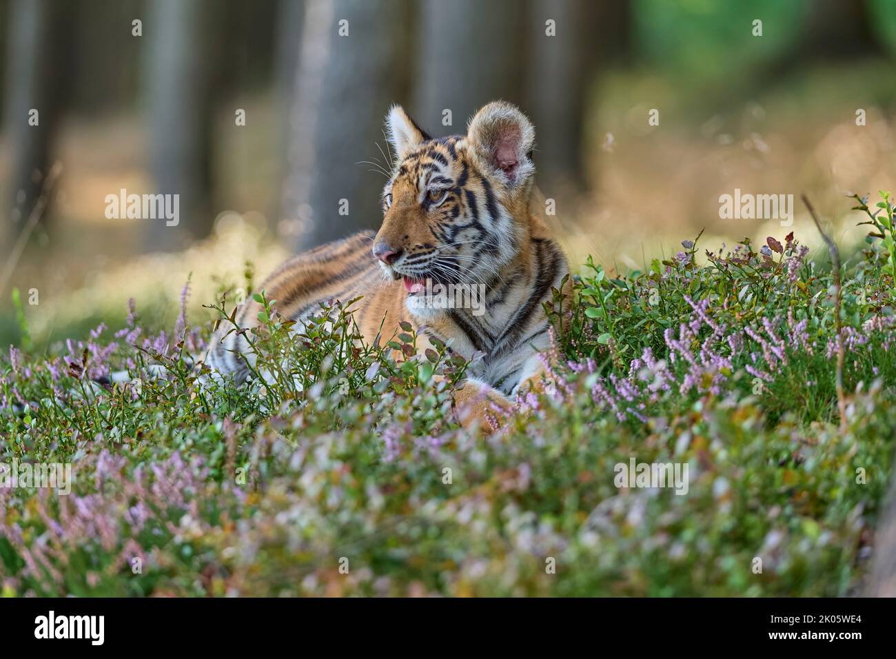 Sibirischer Tiger, Panthera Tigris altaica Stockfoto