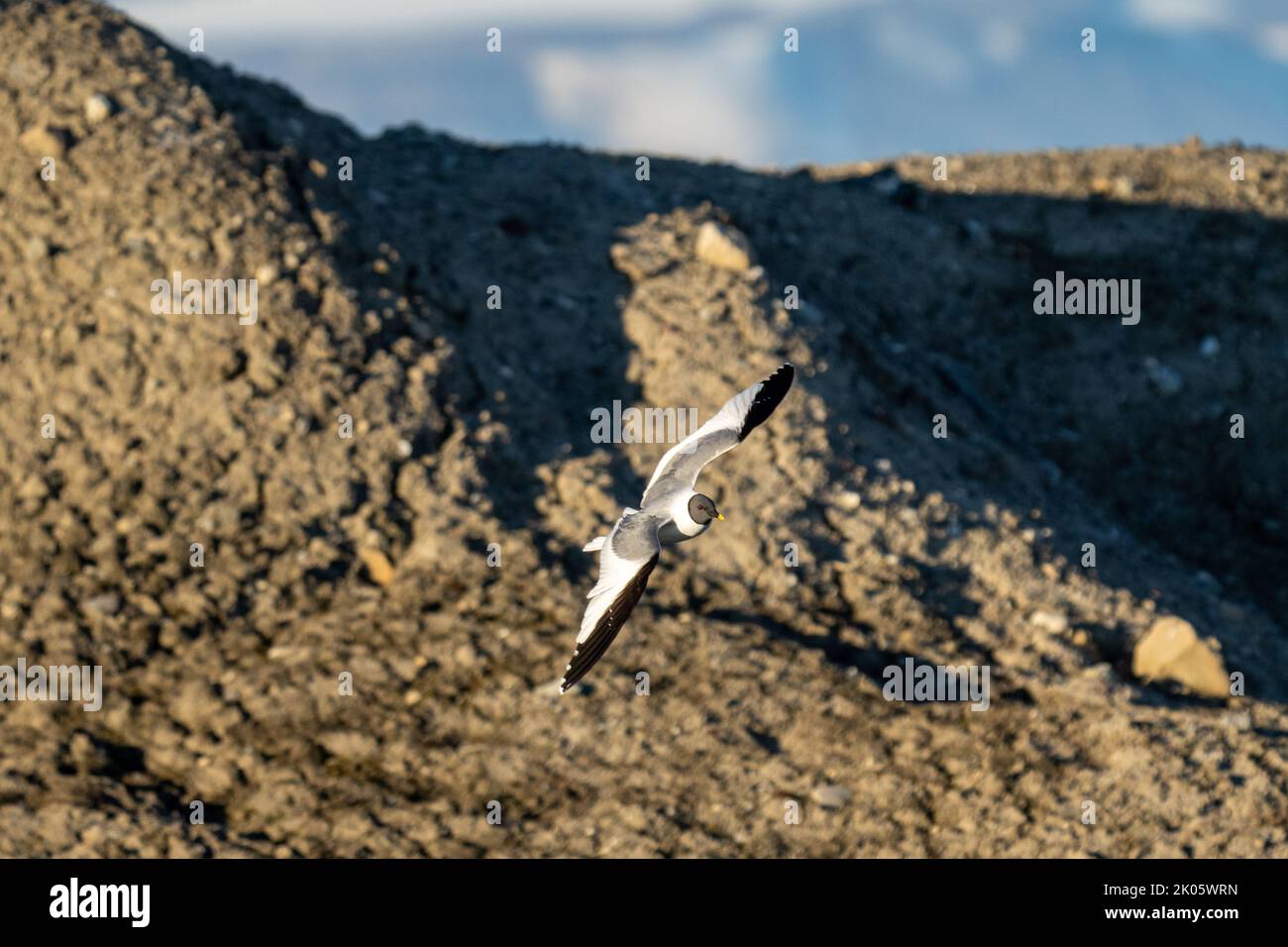 Sabines Möwe fliegt am Fjord Trygghamna in Spitzbergen (Xema sabini), auch bekannt als Gabelschwanzmöwe Stockfoto