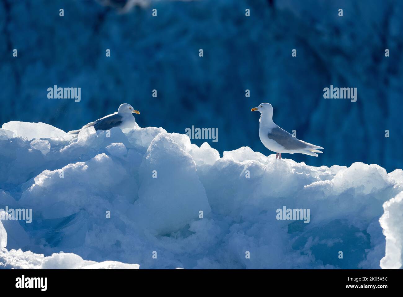 Wassermöwe (Larus hyperboreus) in Spitzbergen Stockfoto