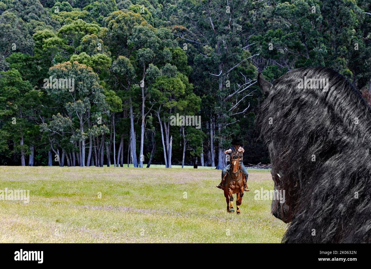 COWGIRLS UND PFERDE, Stockfoto