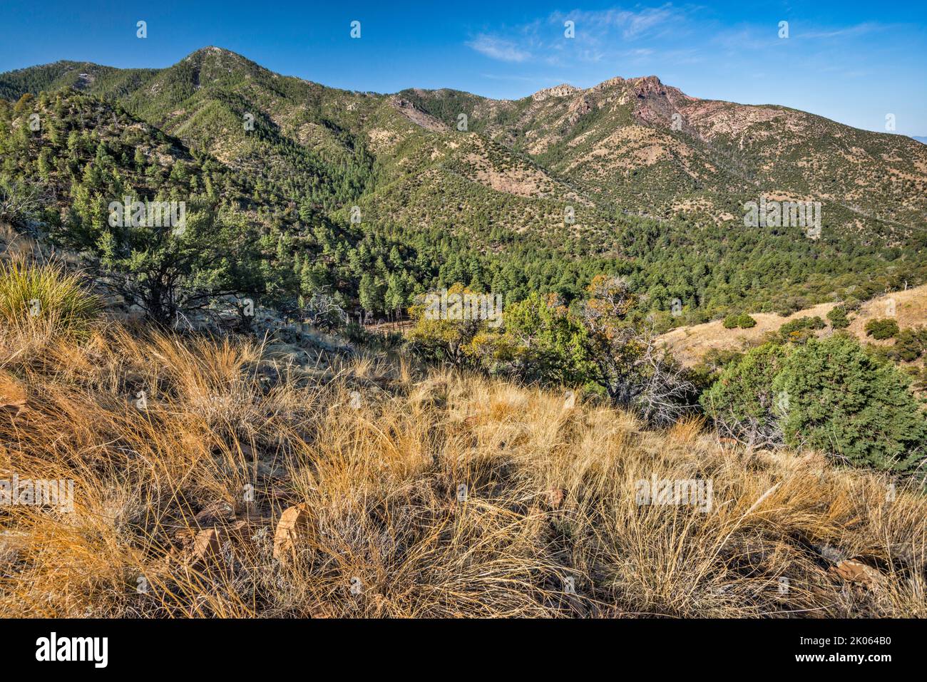 Blick über den Mormon Canyon, Johnson Peak auf der rechten Seite, vom Mormon Ridge Trail, Chiricahua Mountains, Coronado National Forest, Arizona, USA Stockfoto