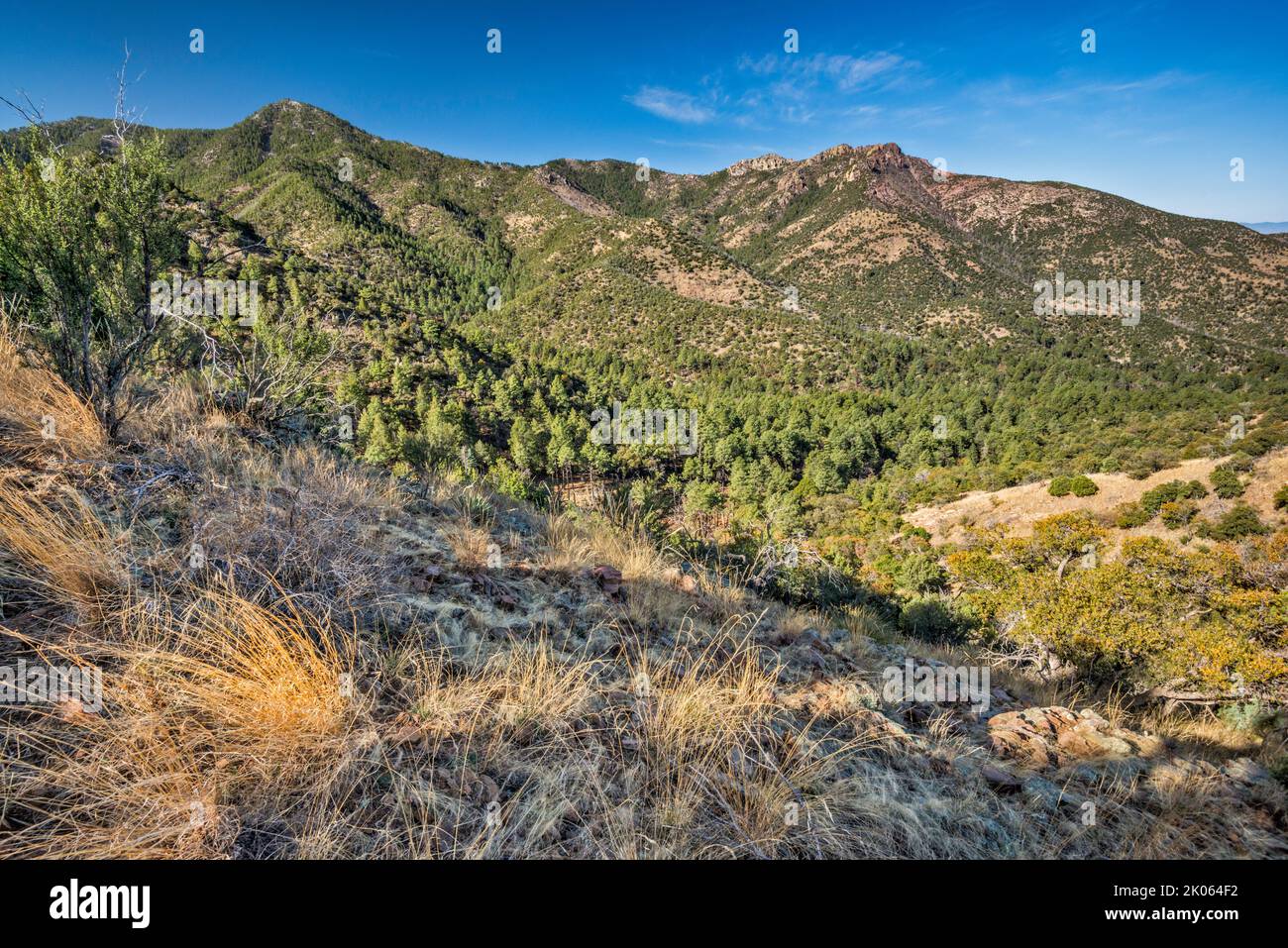 Blick über den Mormon Canyon, Johnson Peak auf der rechten Seite, vom Mormon Ridge Trail, Chiricahua Mountains, Coronado National Forest, Arizona, USA Stockfoto