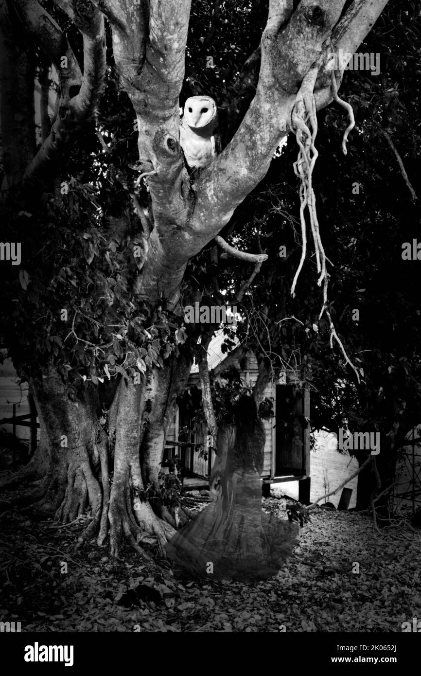 BUCHUMSCHLAG. EINE GRUSELIGE SZENE EINER GEISTERFRAU, DIE IN EINE HÜTTE RENNT Stockfoto