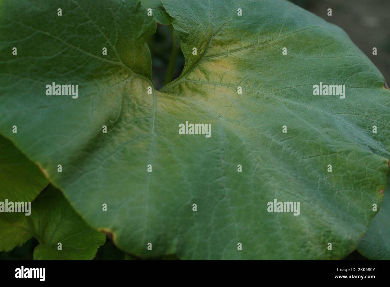Fragment des grünen frischen Kürbisblattes. Nahaufnahme, Makro, niedrige Ansicht, Seitenansicht. Blattstruktur, Hintergrund Stockfoto