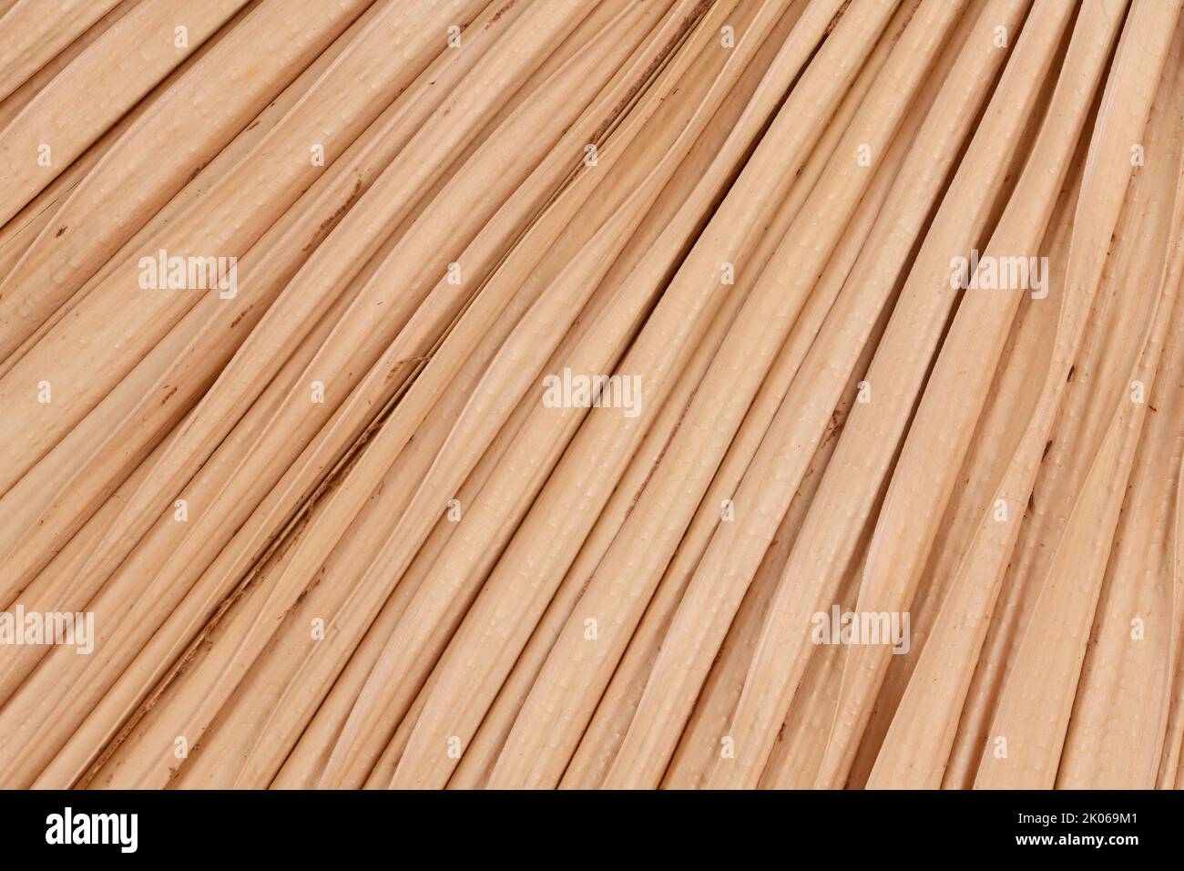 Detail von getrockneten natürlichen Palmenblättern Stockfoto
